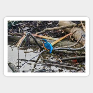 Kingfisher Sticker